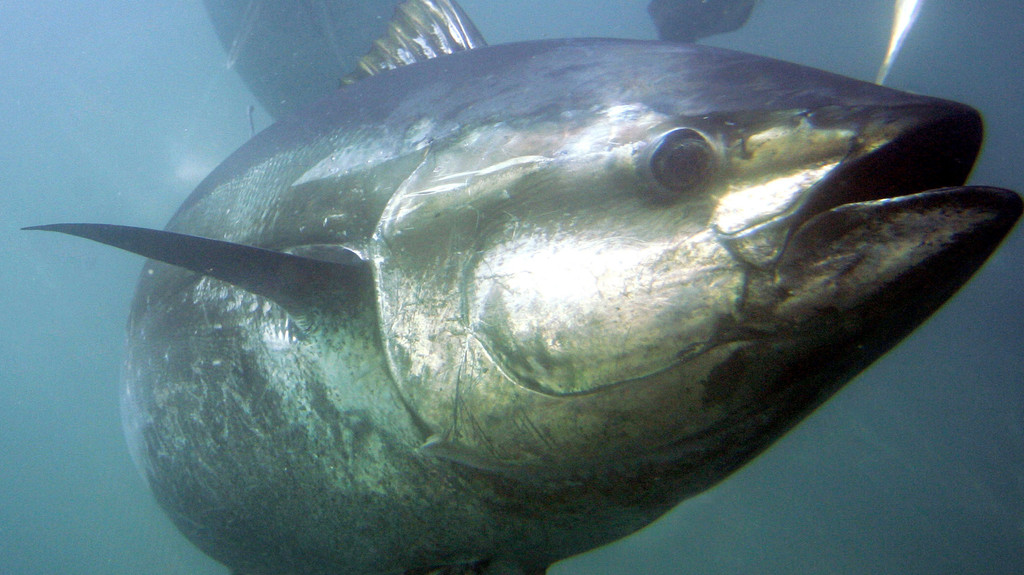 Ein Blauflossenthunfisch - nach wie vor nicht geschützt durch das Washingtoner Artenschutzabkommen.