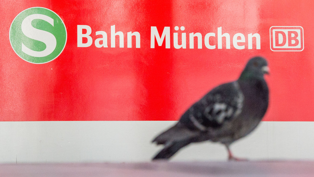 Eine Taube steht vor einer S-Bahn der Deutschen Bahn auf dem Bahnsteig der Station Hackerbrücke.