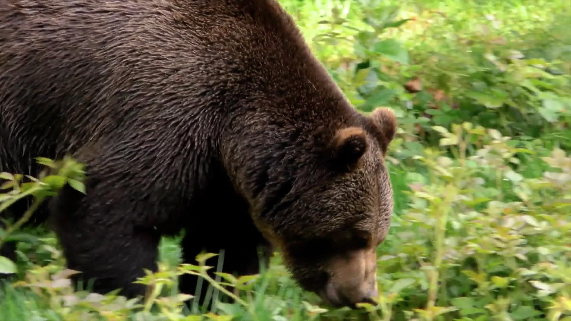 Das oberste Verwaltungsgericht Italiens hat entschieden: Problembärin Gaia soll ins rumänische Bären-Reservat. 