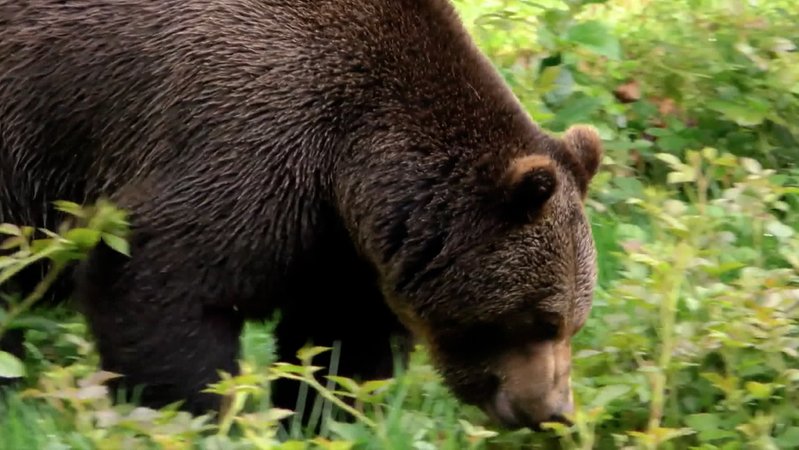 Das oberste Verwaltungsgericht Italiens hat entschieden: Problembärin Gaia soll ins rumänische Bären-Reservat. 