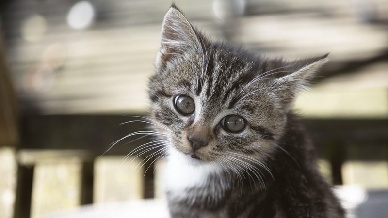 Nach dem Fund von zwei geköpften Haustieren im Landkreis Augsburg schließt die Polizei einen Zusammenhang nicht aus. | Bild: picture alliance / imageBROKER | Oksana Schmidt Nach dem Fund von zwei geköpften Haustieren im Landkreis Augsburg schließt die Polizei einen Zusammenhang nicht aus.