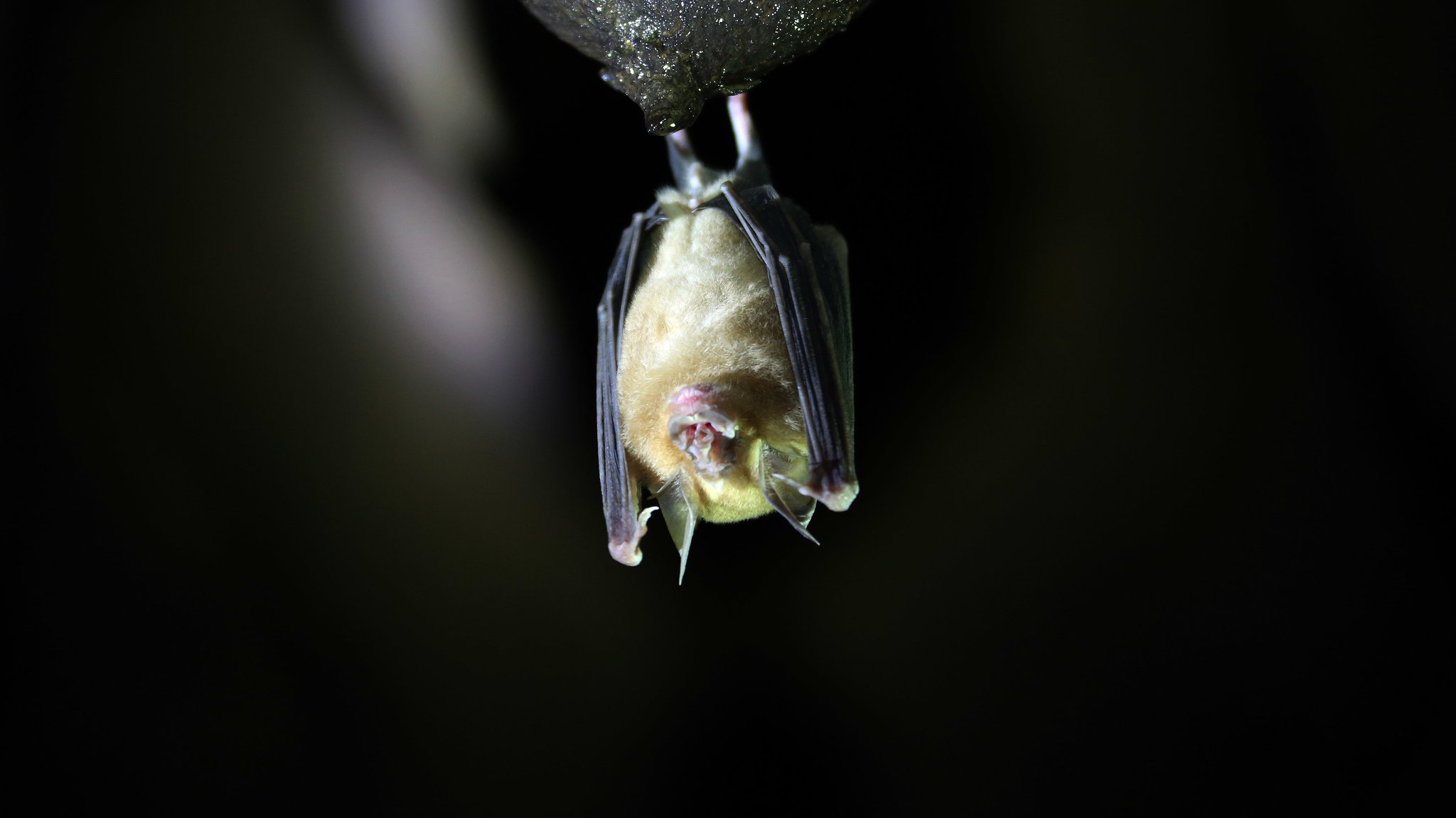 Fledermaus in einer Höhle im Südwesten von China