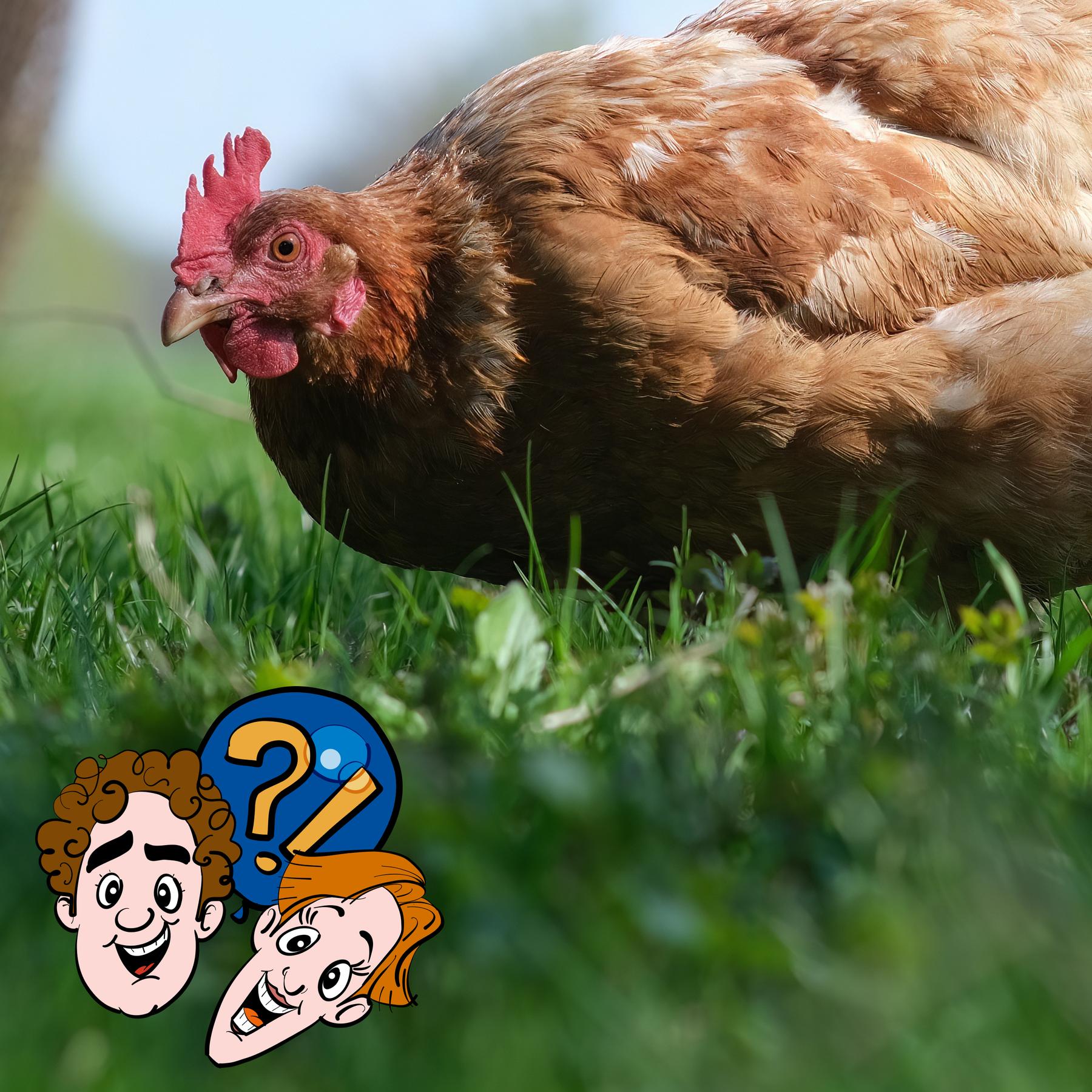 Findet ein blindes Huhn wirklich mal ein Korn?