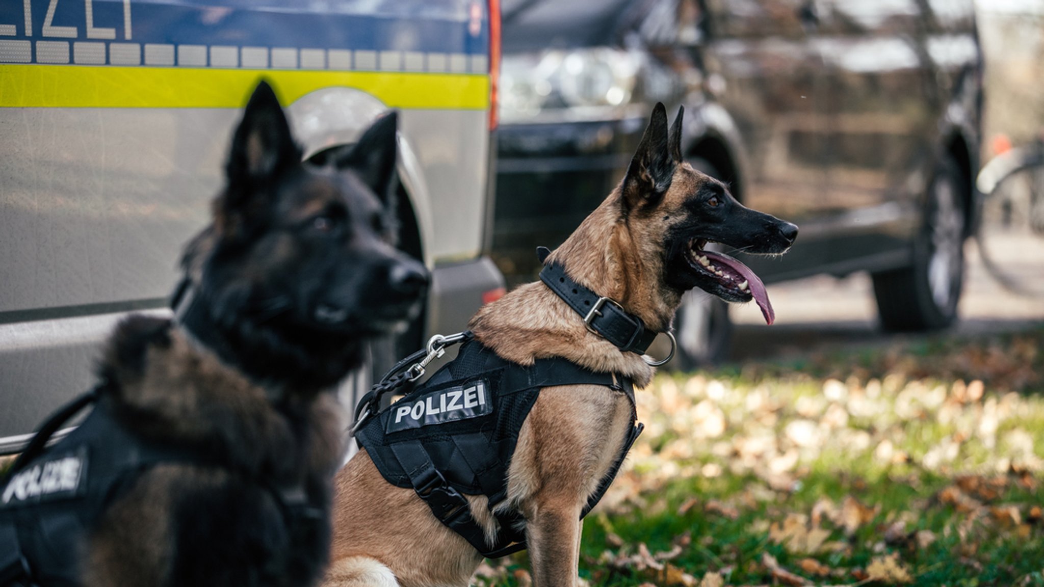 Zwei Polizeihunde stehen vor einem Polizeiauto. 