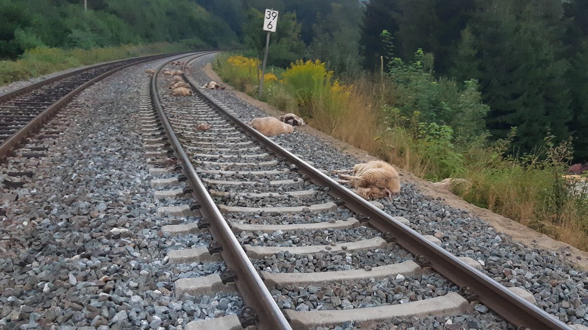 Regionalexpress Rast In Schafherde 16 Tiere Tot Br24