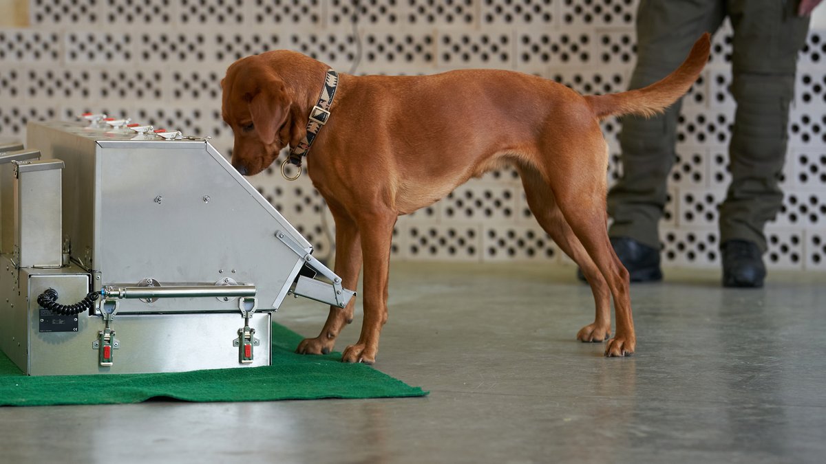 Tierische Diagnose: Wie Hunde (nicht nur) Corona-Viren erkennen
