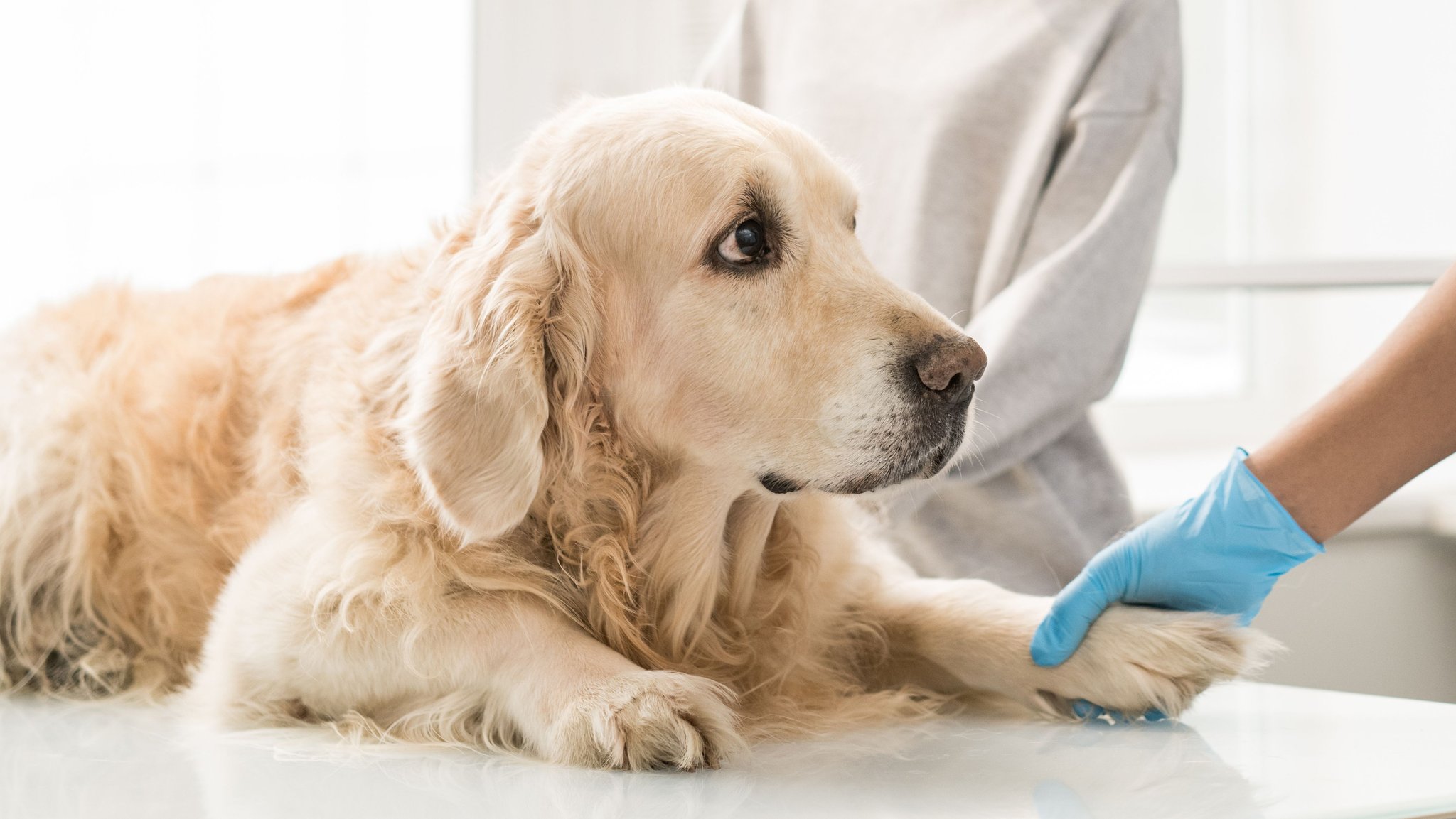 Unglücklich aussehender Retriever auf einem Arzttisch