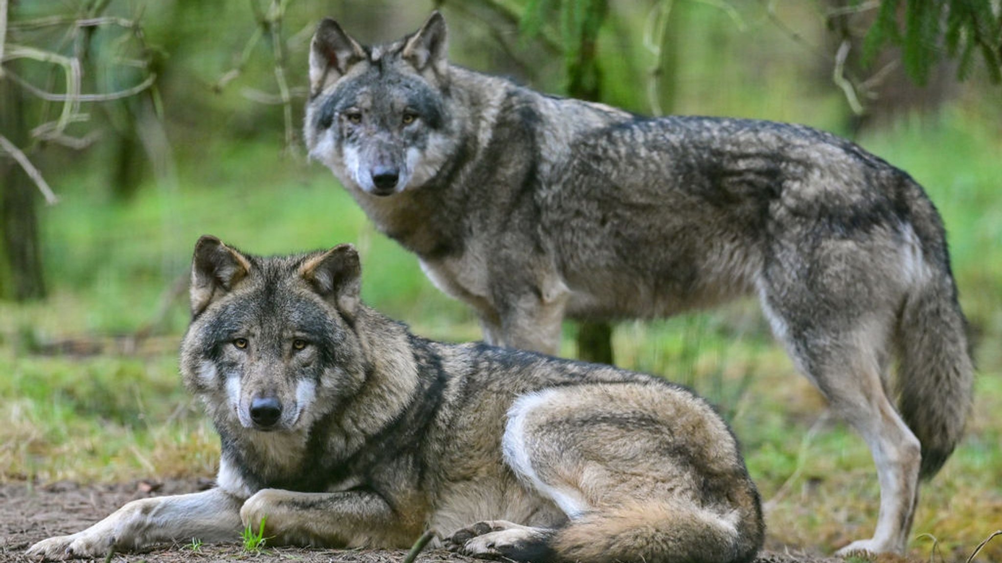 ARCHIV - 18.12.2021, Brandenburg, Groß Schönebeck: Zwei Wölfe sind im Gehege im Wildpark Schorfheide zu sehen. Bundesumweltministerin Lemke will den Abschuss von wild lebenden Wölfen erleichtern und so Weidetiere wie Schafe besser schützen. (zu dpa «Kehrtwende in Sachen Wolfsschutz? Schwierige Suche nach einer Lösung») Foto: Patrick Pleul/dpa +++ dpa-Bildfunk +++