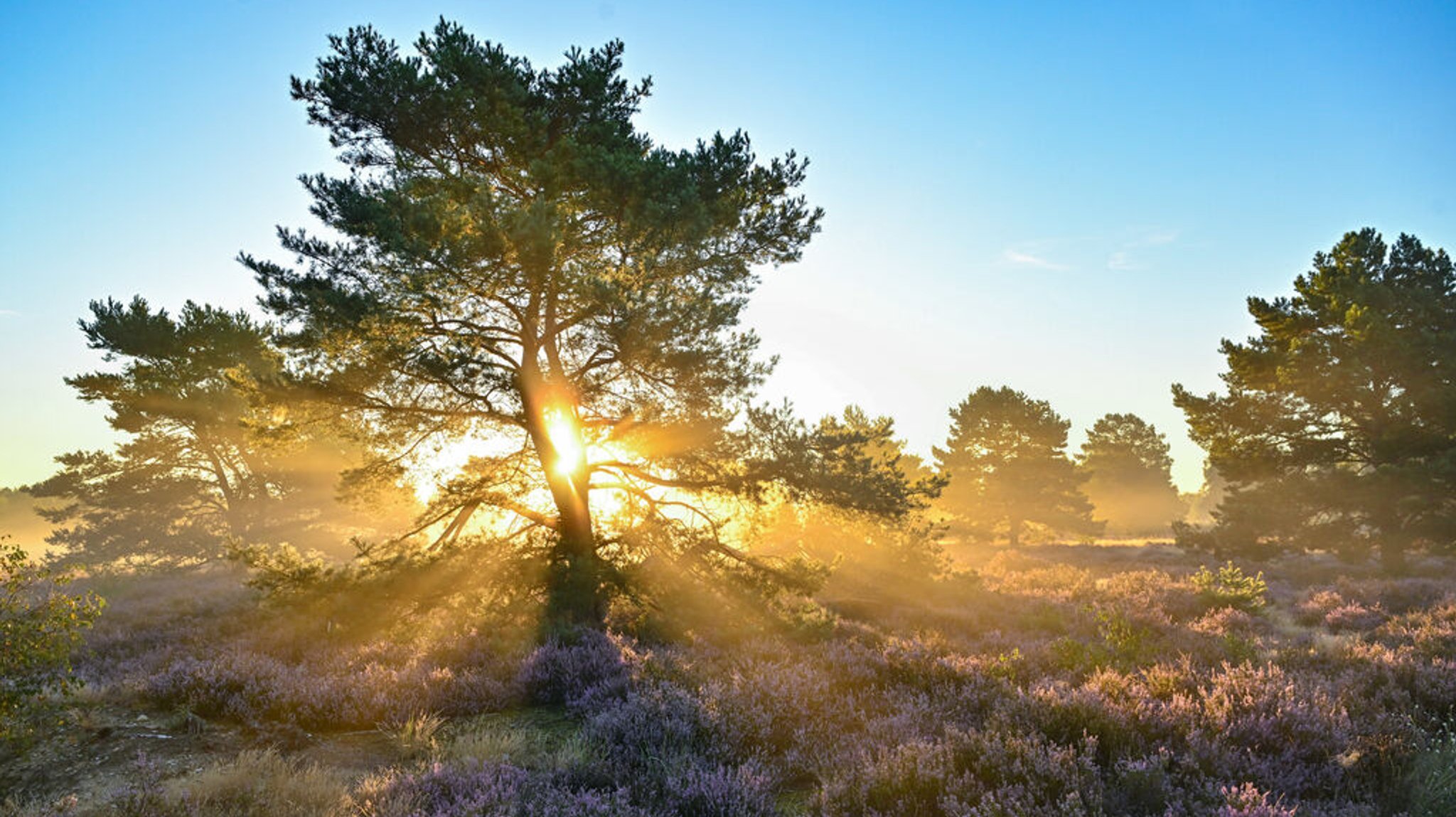 Der Sonnenaufgang scheint durch Nebelschwaden über der blühenden Heide im Naturschutzgebiet der Reicherskreuzer Heide in Brandenburg. Deutschland hat wegen Verstößen gegen EU-Naturschutzrecht eine Niederlage vor dem Europäischen Gerichtshof erlitten. Die Bundesrepublik habe eine Reihe von Gebieten nicht als besondere Schutzgebiete ausgewiesen und nicht die nötigen Erhaltungsmaßnahmen festgelegt, entschieden die Richter. (Archivbild)