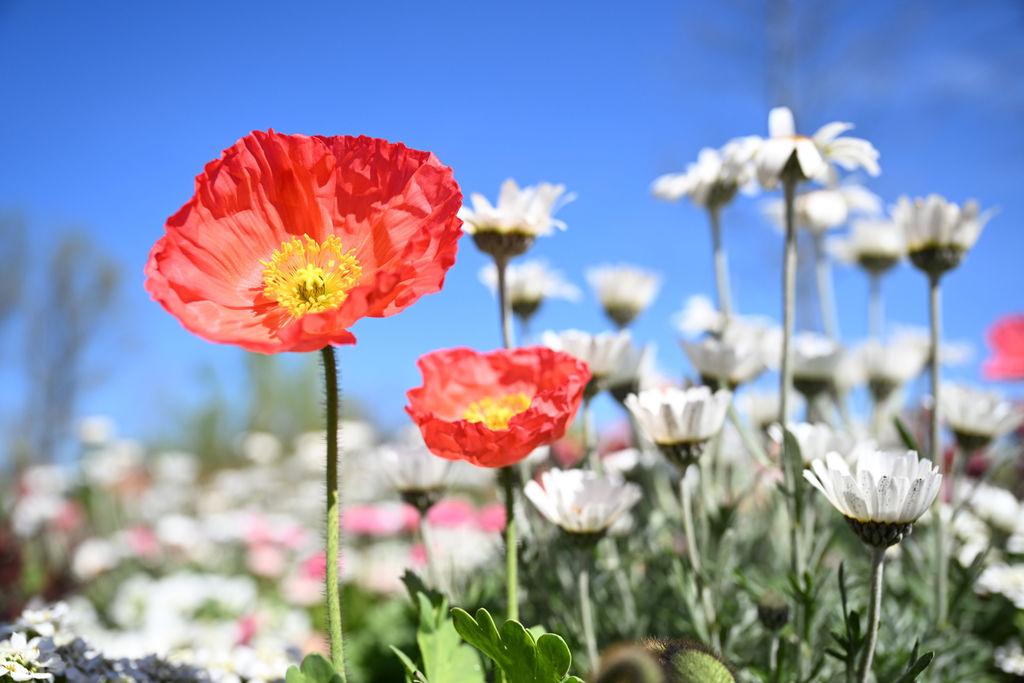 Blumen auf einer Wiese