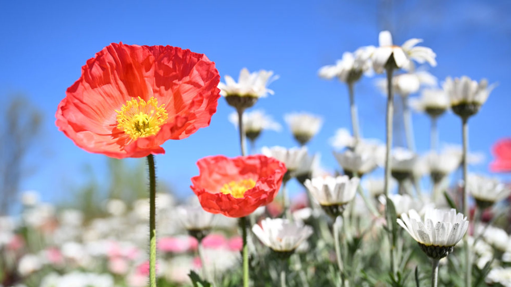 Blumen auf einer Wiese