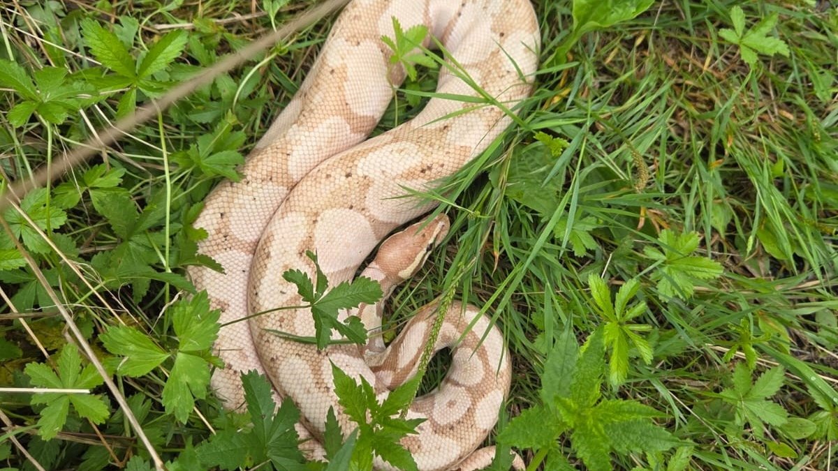 Beim Spaziergang im Wald: Frau findet Königspython 