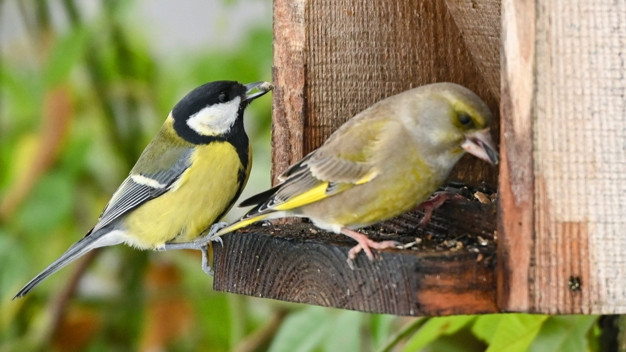 Vögel am Vogelhäuschen