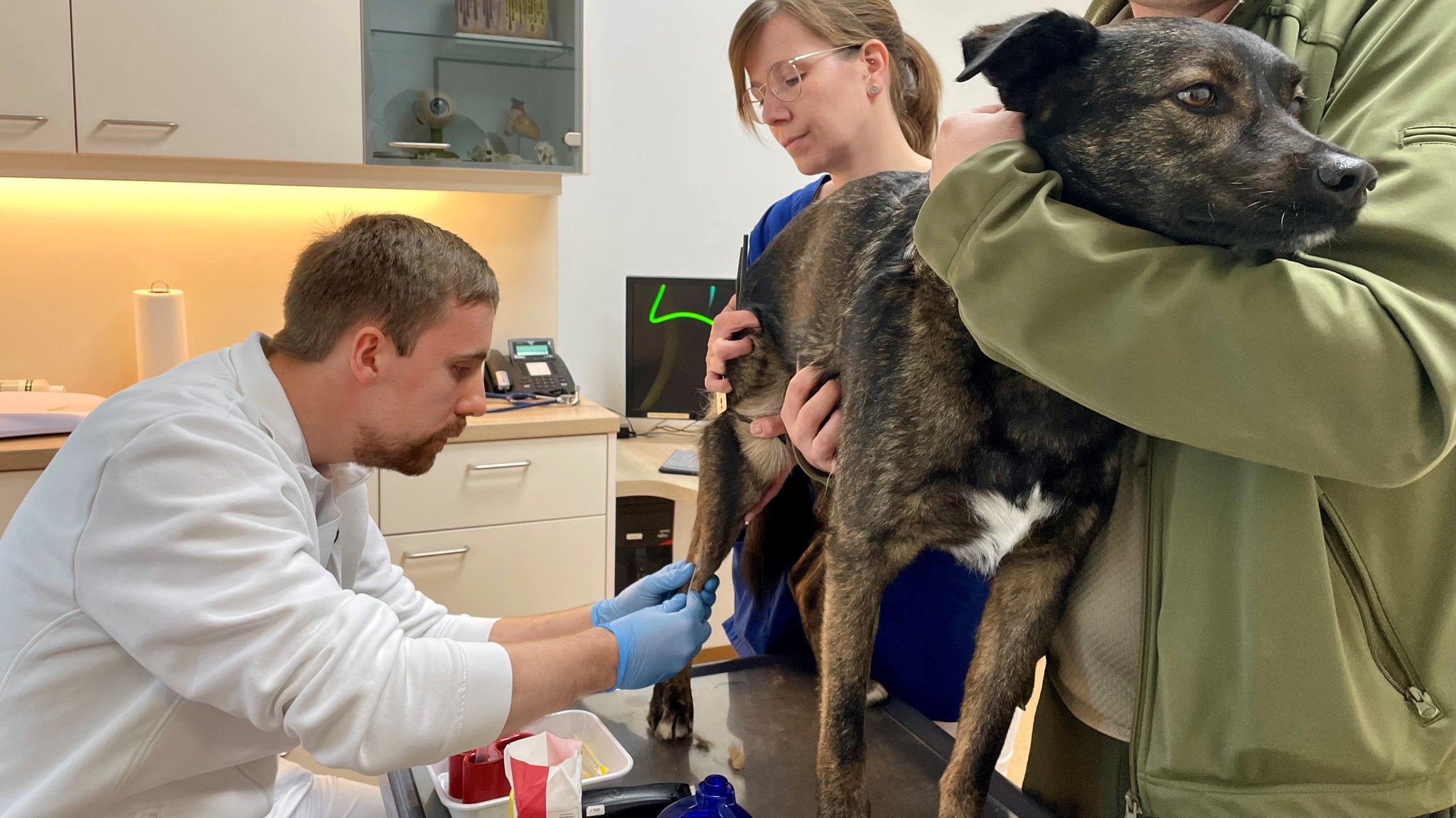 Schäferhund-Mix Buddy beim Blutabnehmen | Bild: BR24/Lasse Berger Schäferhund-Mix Buddy beim Blutabnehmen