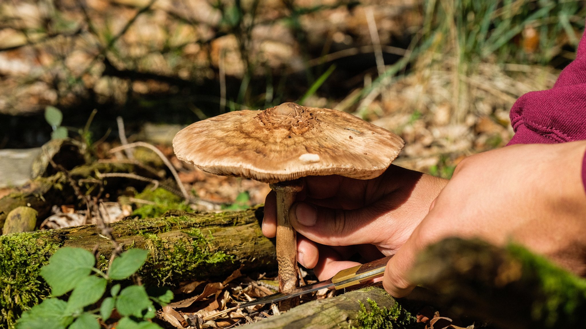 Pilzsammlerin im Wald (Symbolbild)