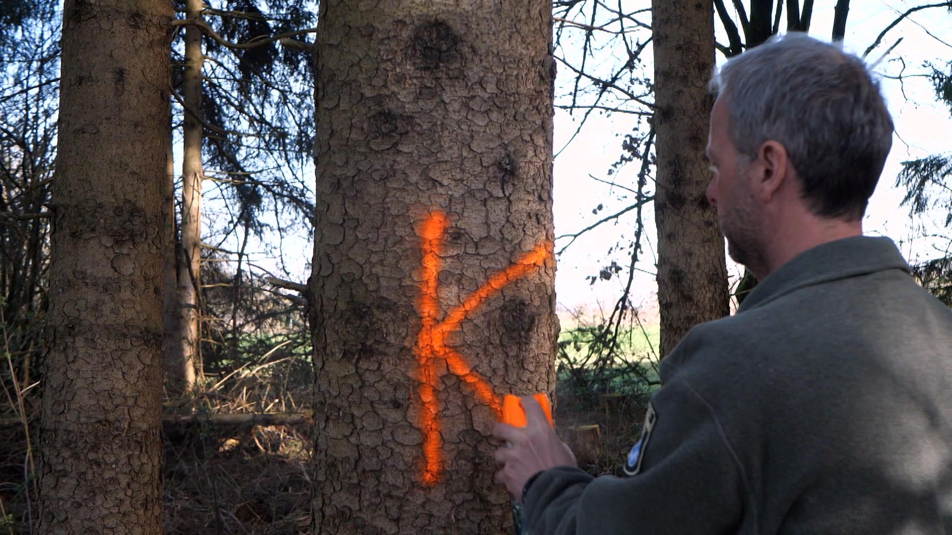 Förster markiert einen vom Borkenkäfer befallenen Baum 
