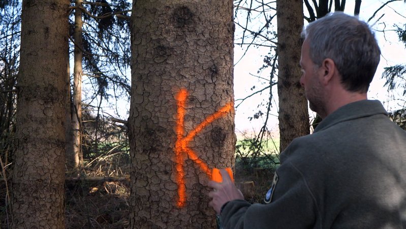 Förster markiert einen vom Borkenkäfer befallenen Baum 