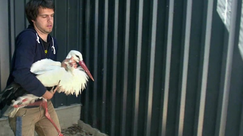 Ein Storch wird zum Tierarzt gebracht in der Vogelauffangstation Regenstauf