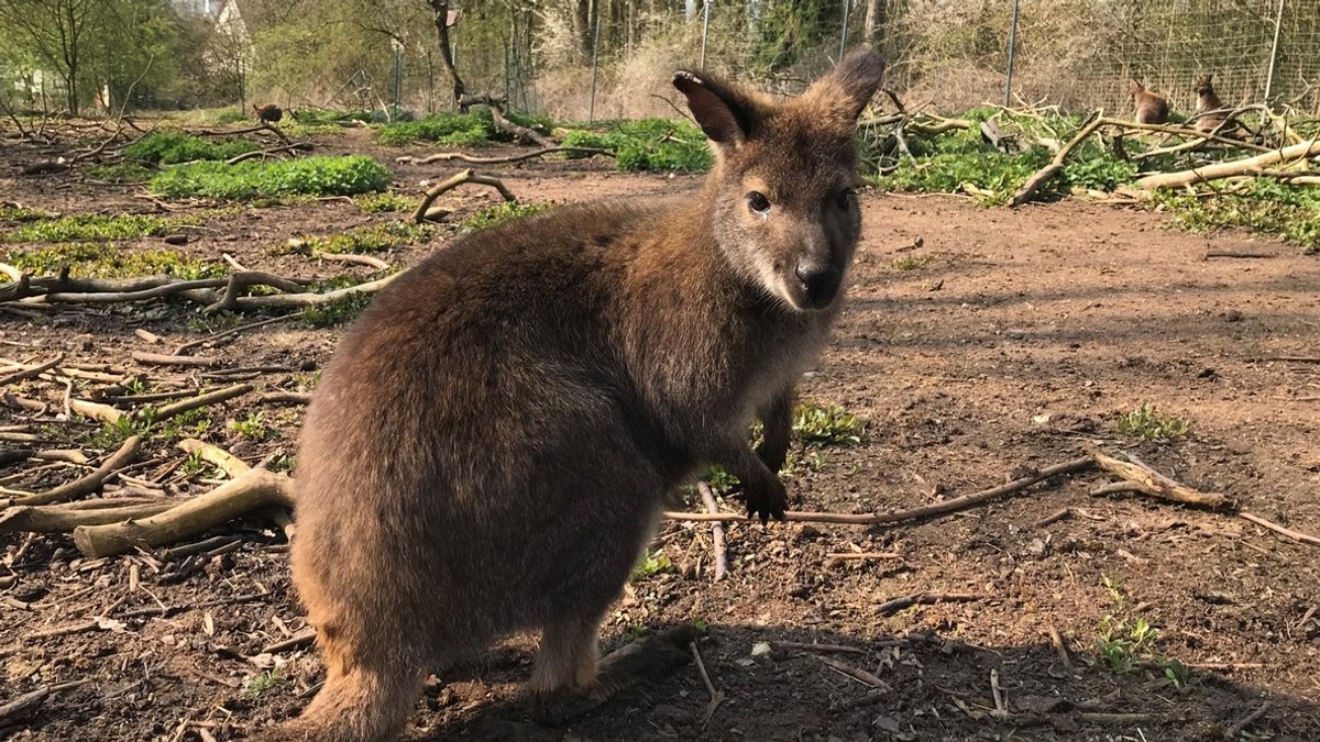 Ein Wallaby-Känguru hockt im Garten auf der Erde.