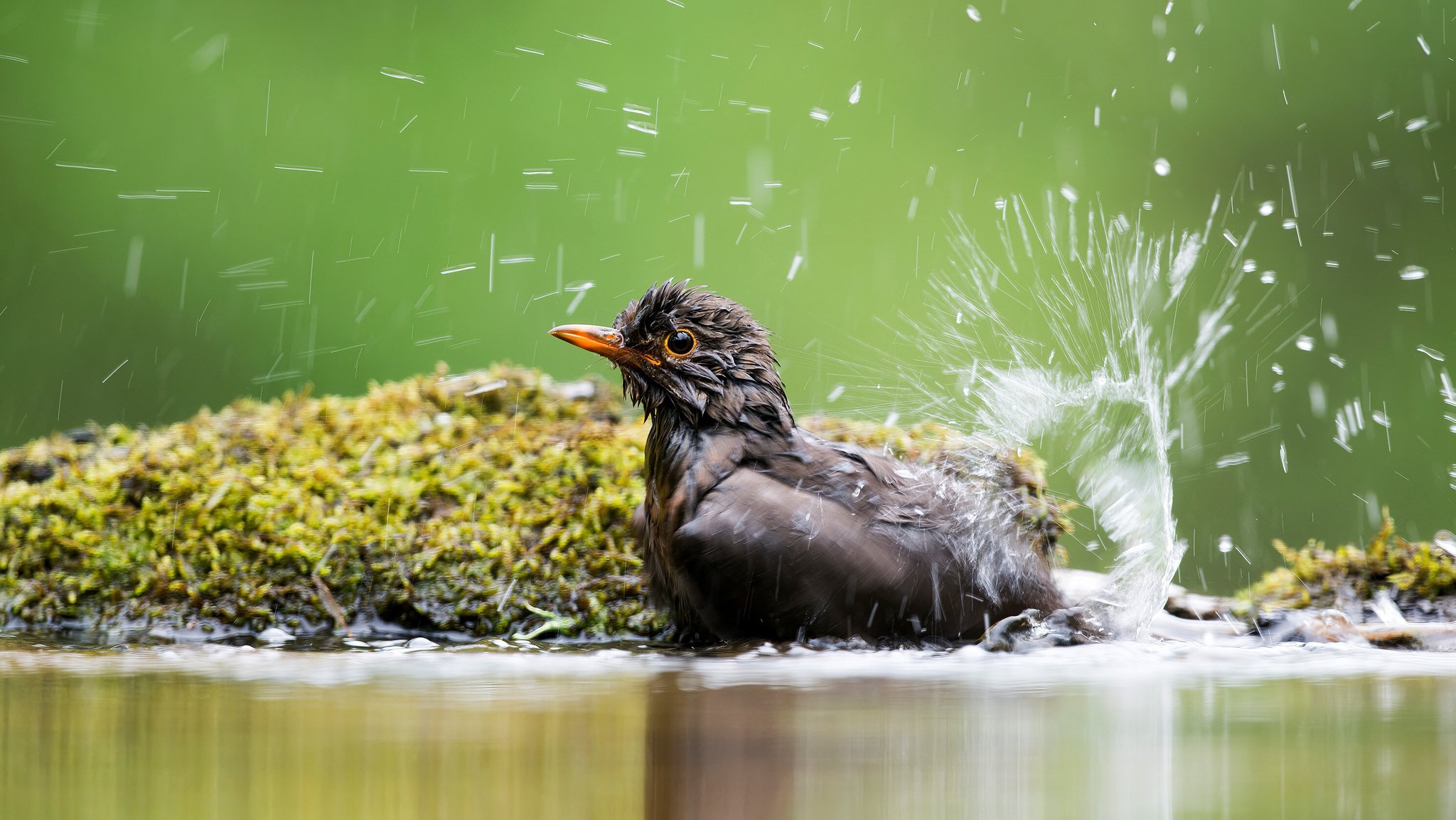 Symbolbild: Eine Amsel badet im Wasser. 