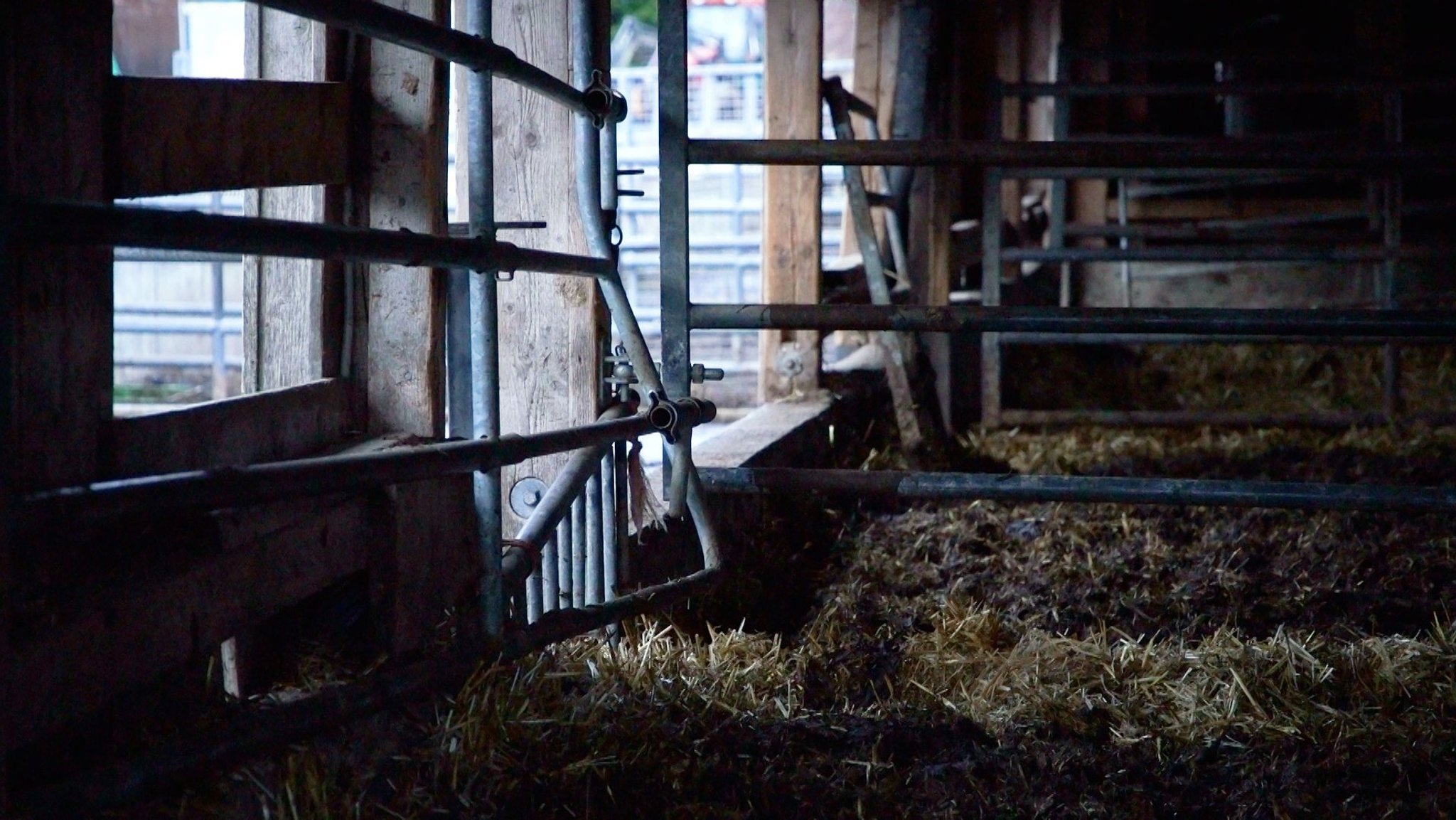 Inzwischen ist der Stall vom Veterinäramt geräumt worden. 