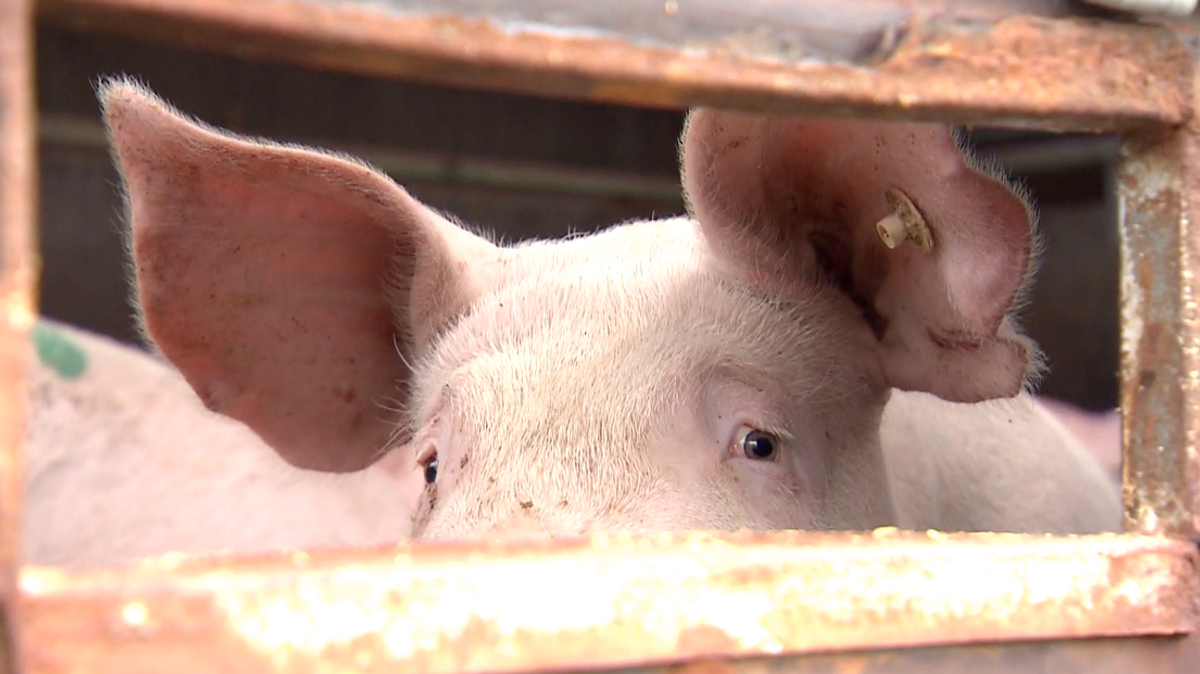 Ein Schwein kurz vor der Schlachtung im Tiertransport.