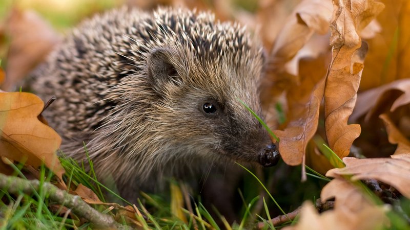 Igeljunge sind häufig unterernährt | Bild: BR/LBV/Andreas Giessler Igeljunge sind häufig unterernährt