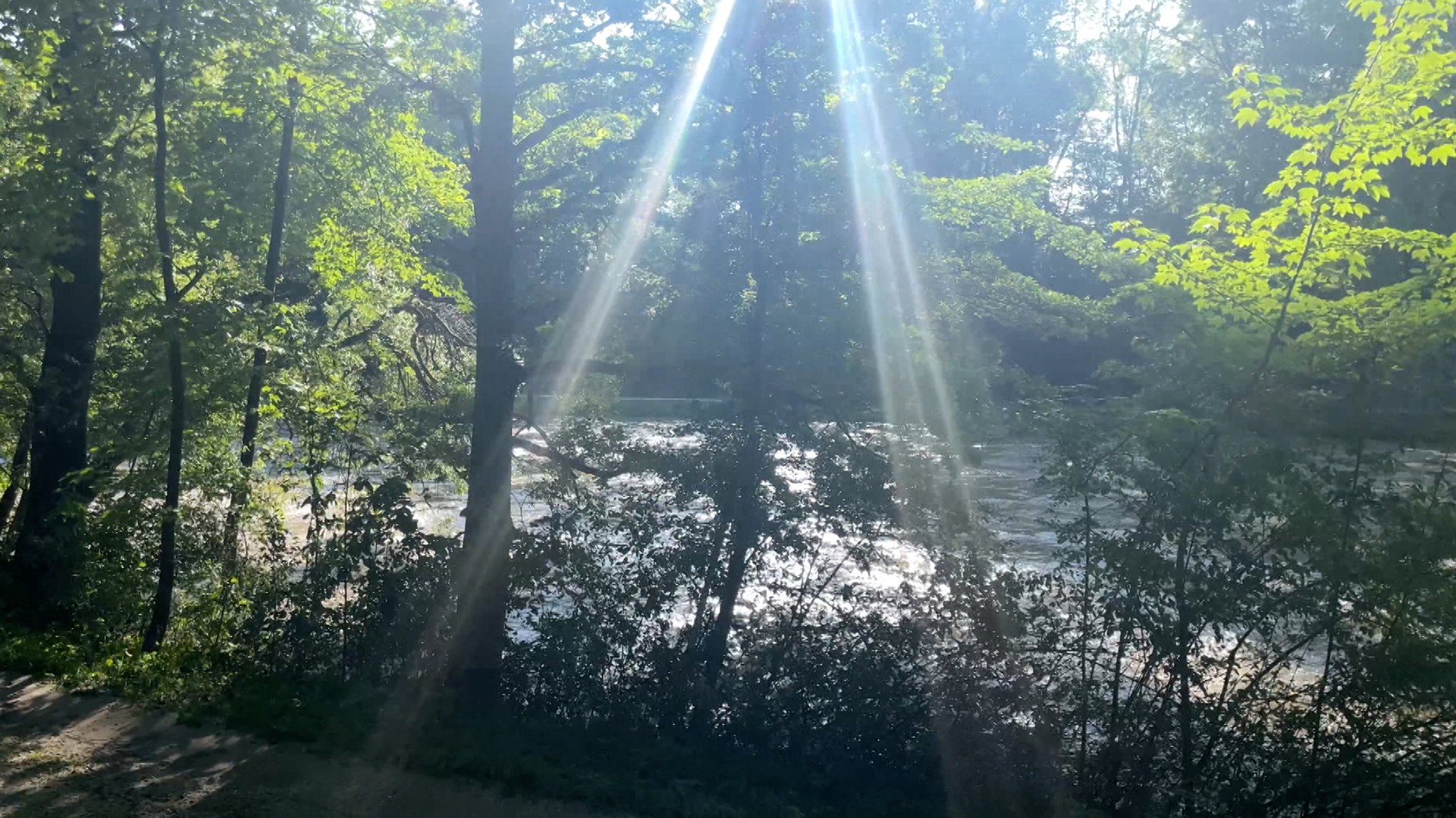 Silberwald bei Neu-Ulm