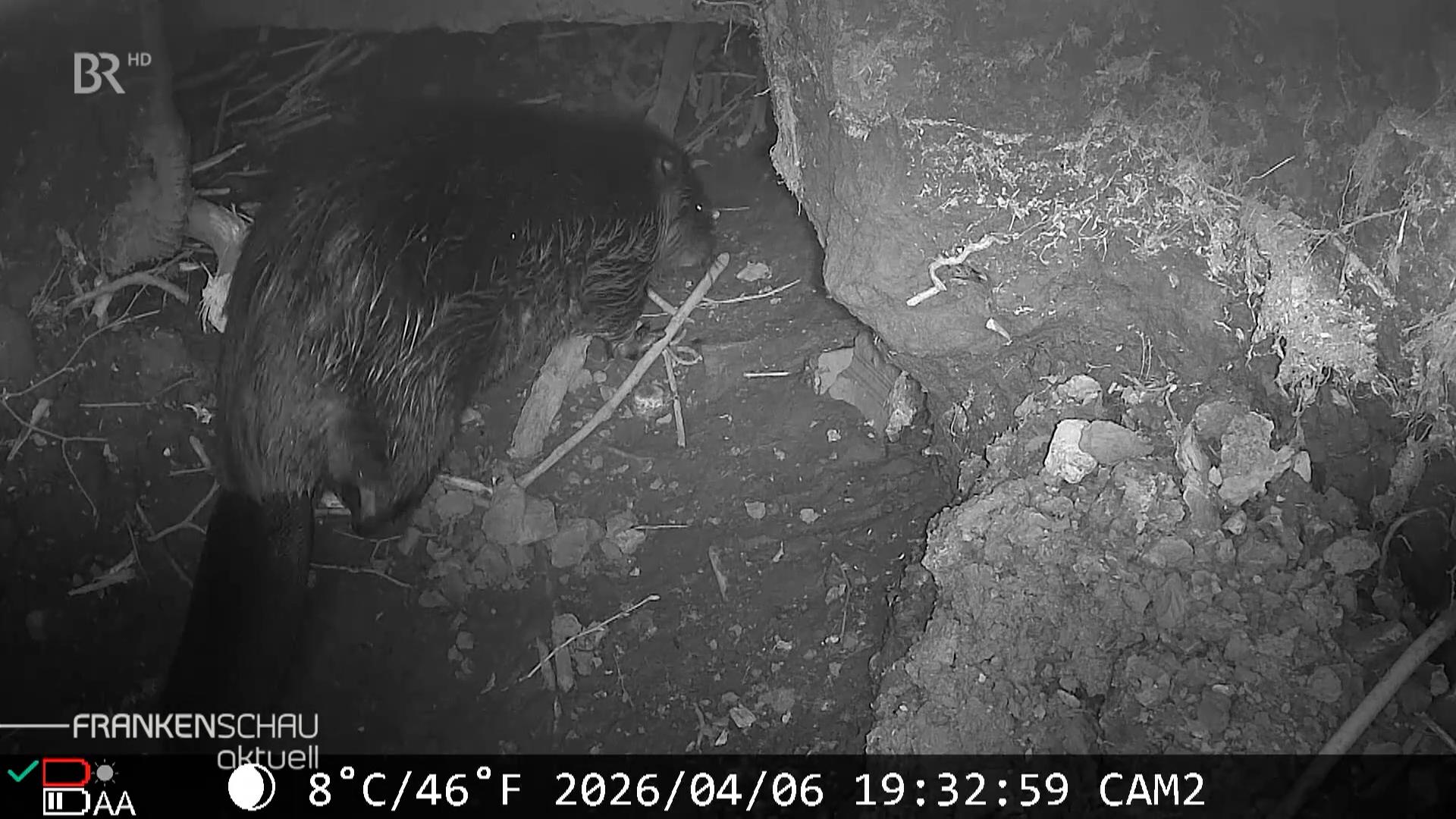Biber unterhöhlt Wohnhaus in Oberfranken: Das Tier wurde von der Wildkamera fotografiert.