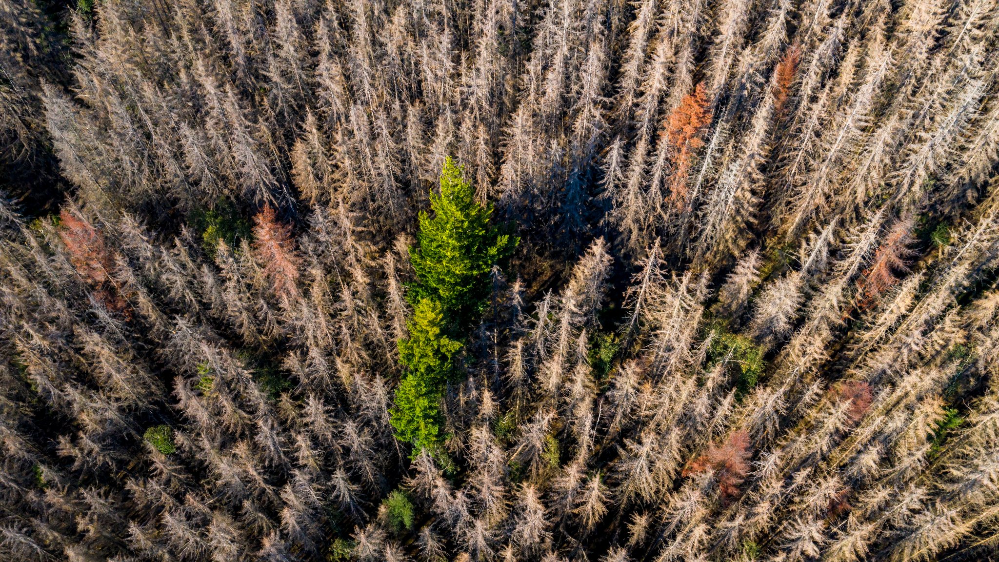 Abgestorbene Fichten (Archivbild) | Bild: picture alliance / Jochen Tack Abgestorbene Fichten (Archivbild)