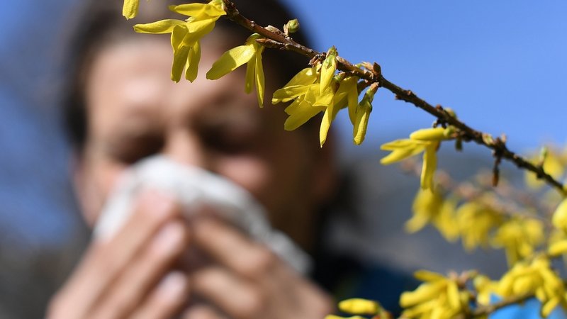 Ein Mann mit Heuschnupfen und Taschentuch vor seiner Nase steht neben einem blühenden Strauch. (zu dpa: Die Pollen fliegen wieder - Corona-Masken können Symptome mildern ) Foto: Angelika Warmuth/dpa +++ dpa-Bildfunk +++ | Bild: dpa-Bildfunk/Angelika Warmuth Ein Mann mit Heuschnupfen und Taschentuch vor seiner Nase steht neben einem blühenden Strauch. (zu dpa: Die Pollen fliegen wieder - Corona-Masken können Symptome mildern ) Foto: Angelika Warmuth/dpa +++ dpa-Bildfunk +++
