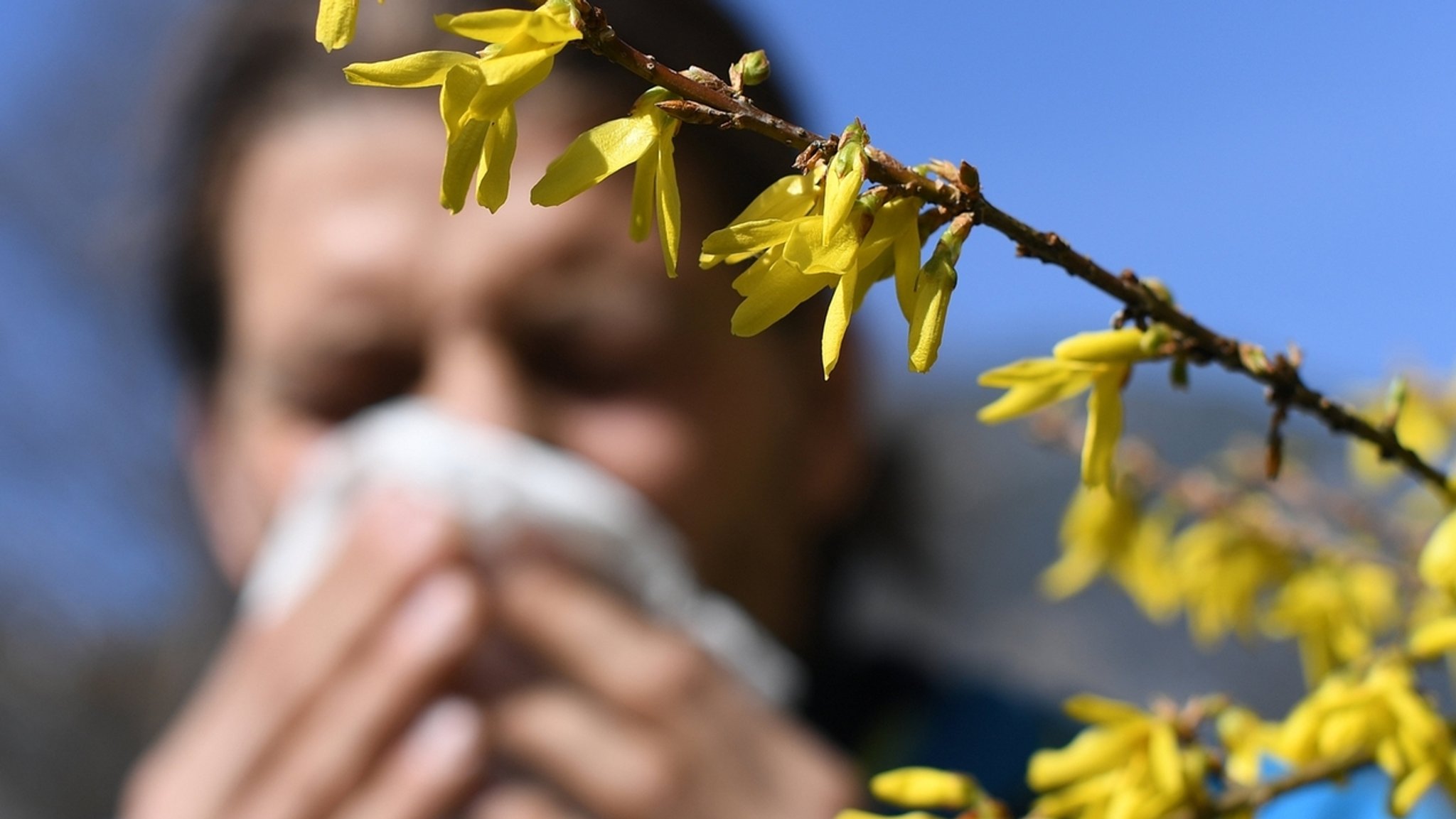 Ein Mann mit Heuschnupfen und Taschentuch vor seiner Nase steht neben einem blühenden Strauch. (zu dpa: Die Pollen fliegen wieder - Corona-Masken können Symptome mildern ) Foto: Angelika Warmuth/dpa +++ dpa-Bildfunk +++