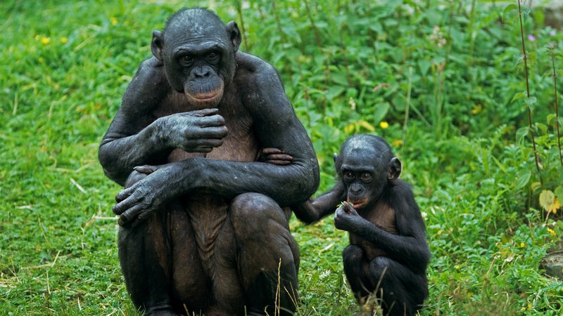 Primaten in freier Wildbahn | Bild: picture alliance/blickwinkel/W. Layer Primaten in freier Wildbahn