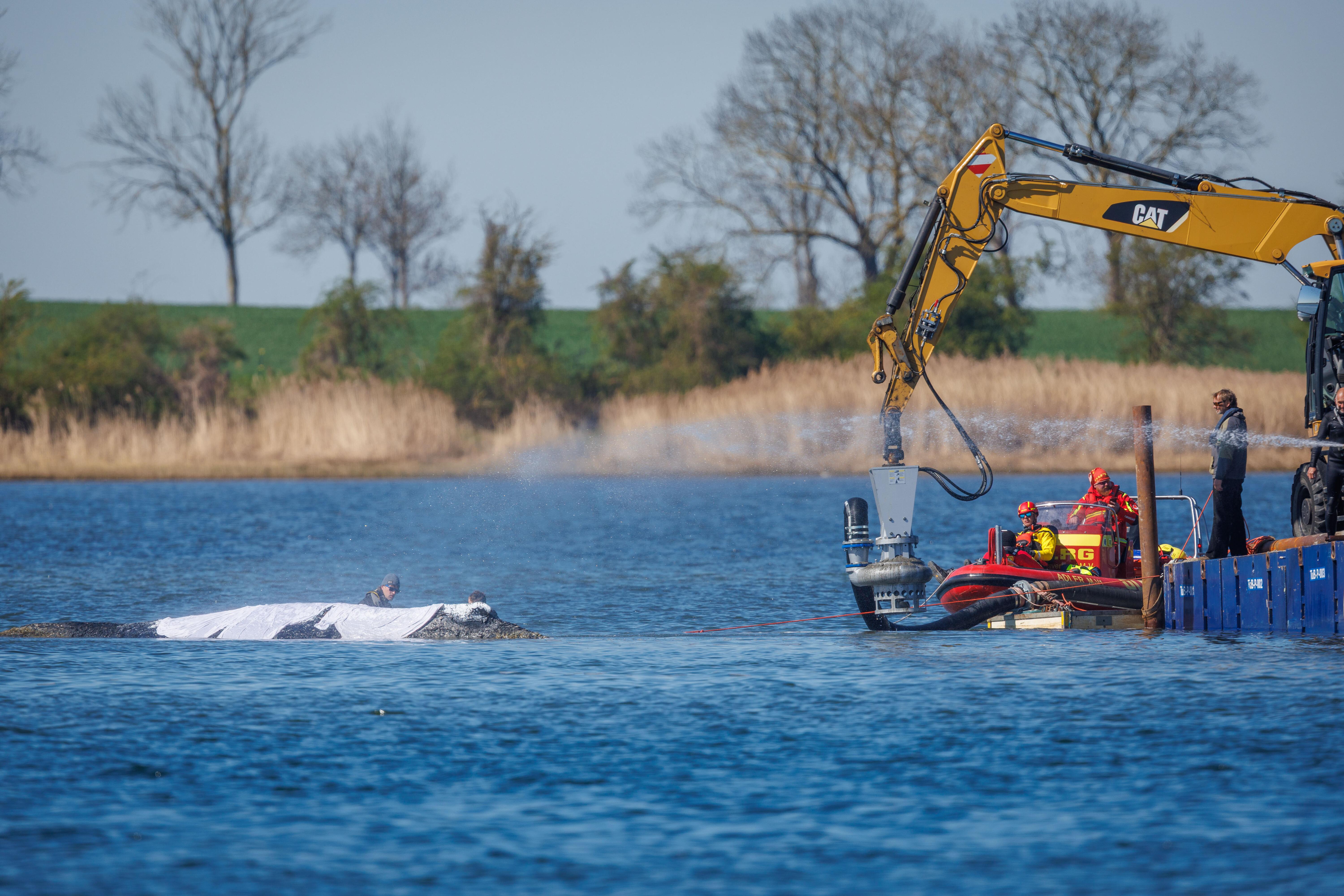 Helfer und Bergungsspezialisten arbeiten direkt am festliegenden Buckelwal vor der Insel Poel und spülen den Meeresboden unter dem Tier weg. Der vor drei Wochen bei Wismar gestrandete Buckelwal liegt weiterhin auf einer Sandbank fest. 