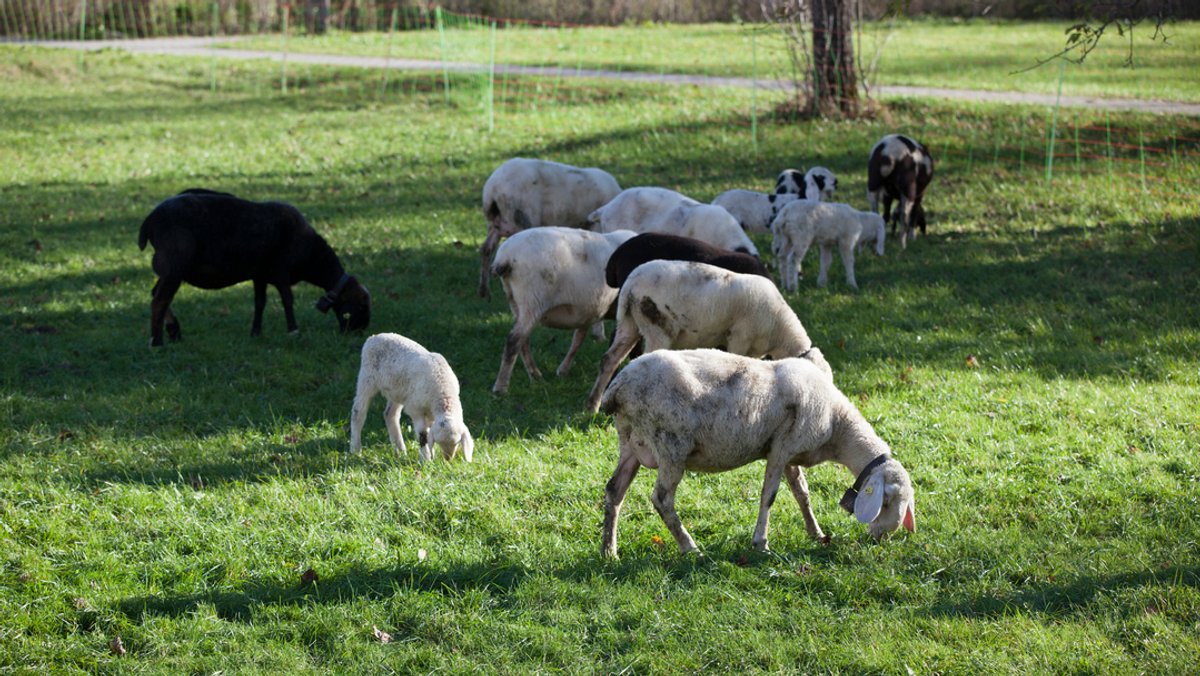 Schafe weiden auf einer Wiese 