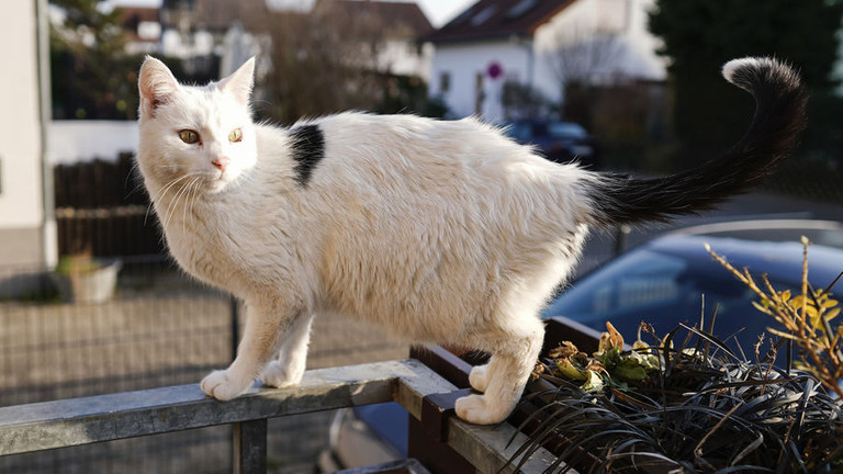 Neue Verordnung in Aschaffenburg soll Katzen schützen | BR24