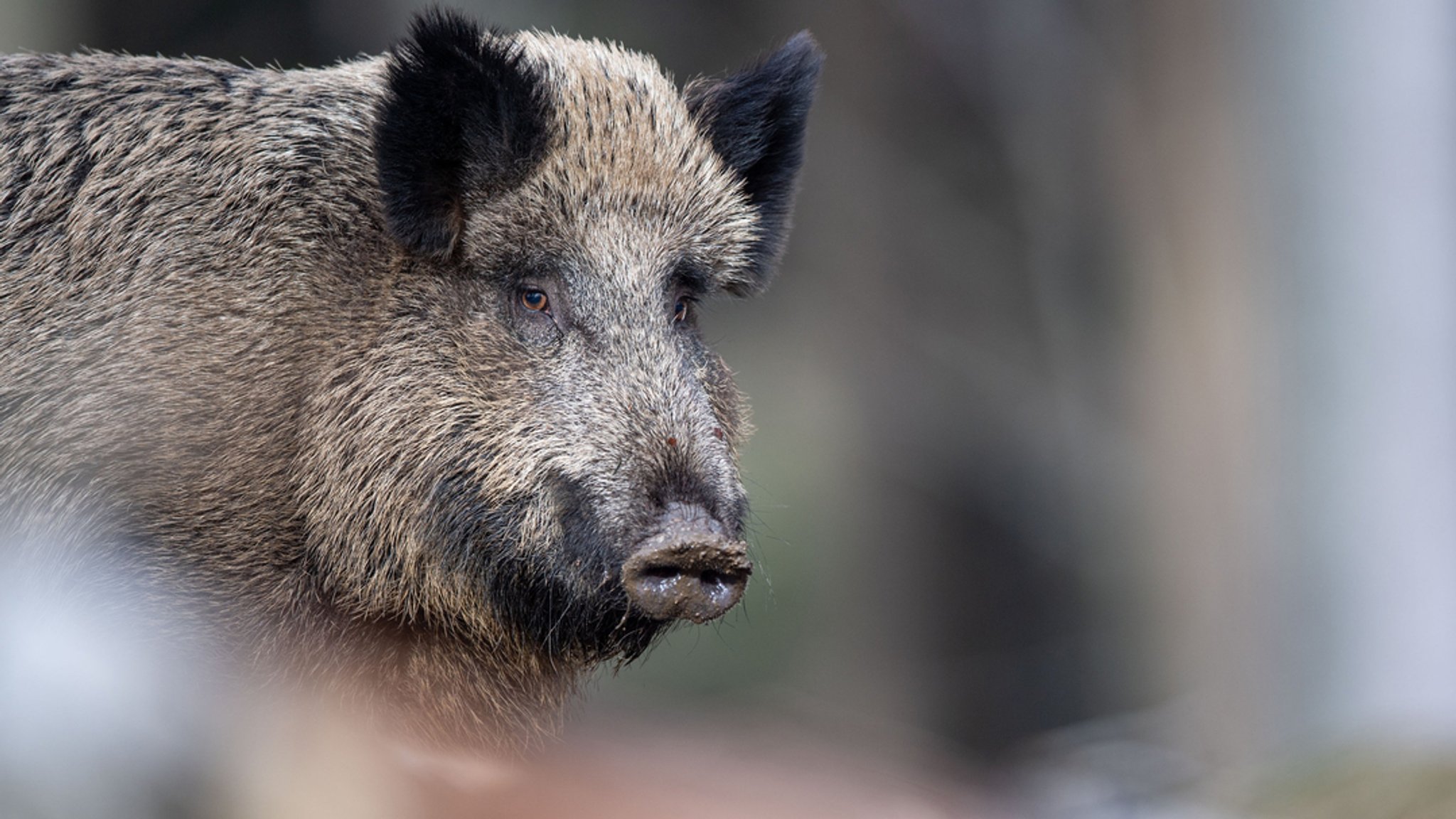 Ein braun-schwarzes Wildschwein steht im Wald.