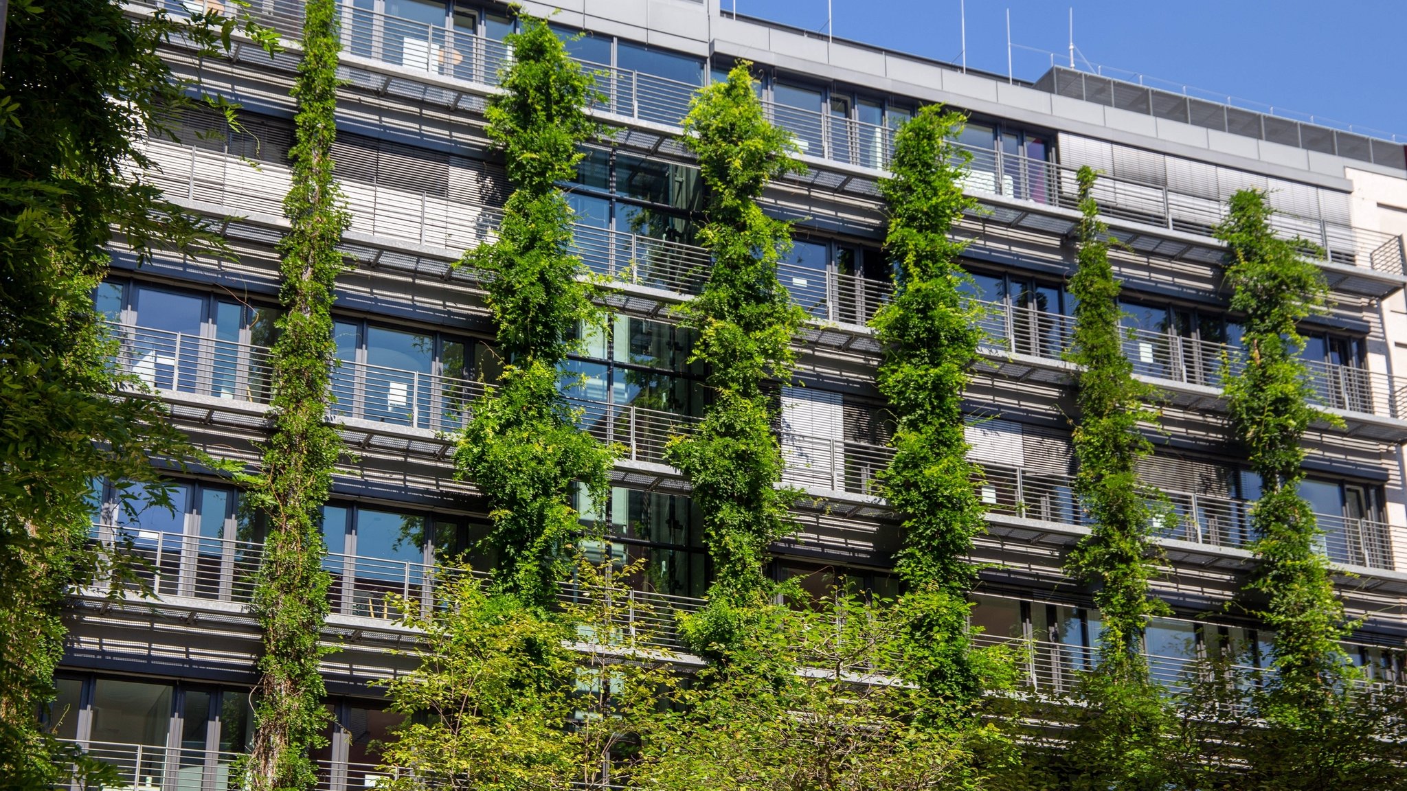 Fassadenbegrünung an einem Wohnhaus in der Innenstadt von Frankfurt am Main 