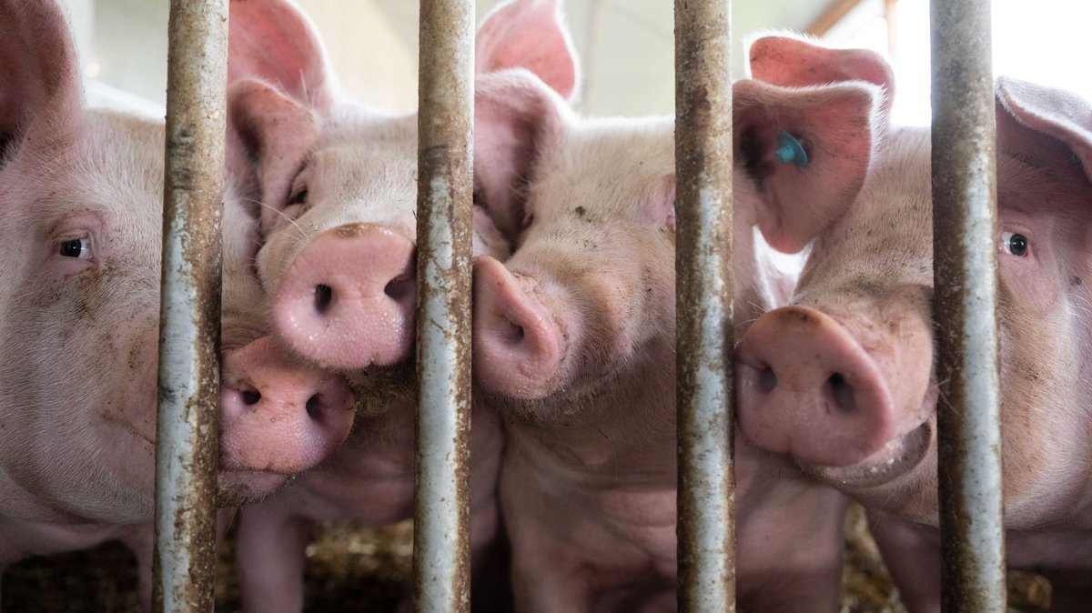 Schweine stehen hinter einem Gitter in einem Schweinestall.