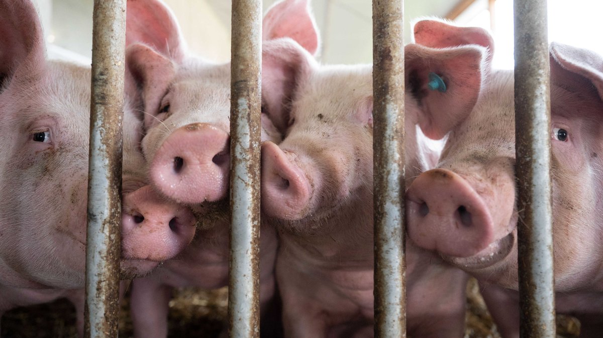 Schweine stehen hinter einem Gitter in einem Schweinestall. | Bild: dpa-Bildfunk/Marijan Murat Schweine stehen hinter einem Gitter in einem Schweinestall.