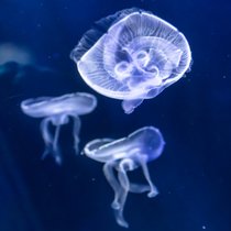 Das große Leuchten - Tiere mit Biolumineszenz | Bild: Colourbox.com/ KYNA STUDIO