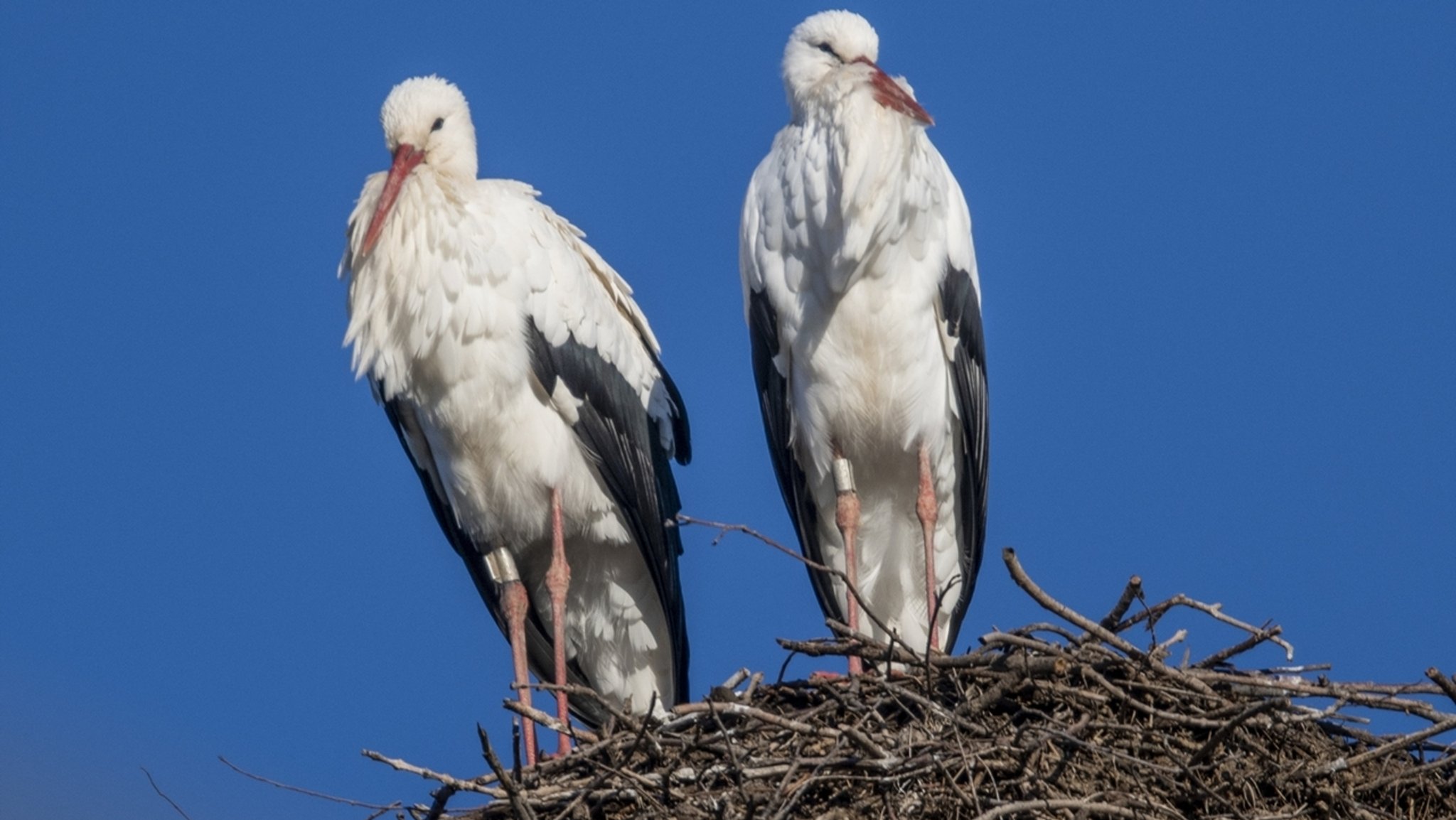 Störche sitzen Anfang Februar in ihrem Nest auf einem Strommast in Baden-Württemberg.