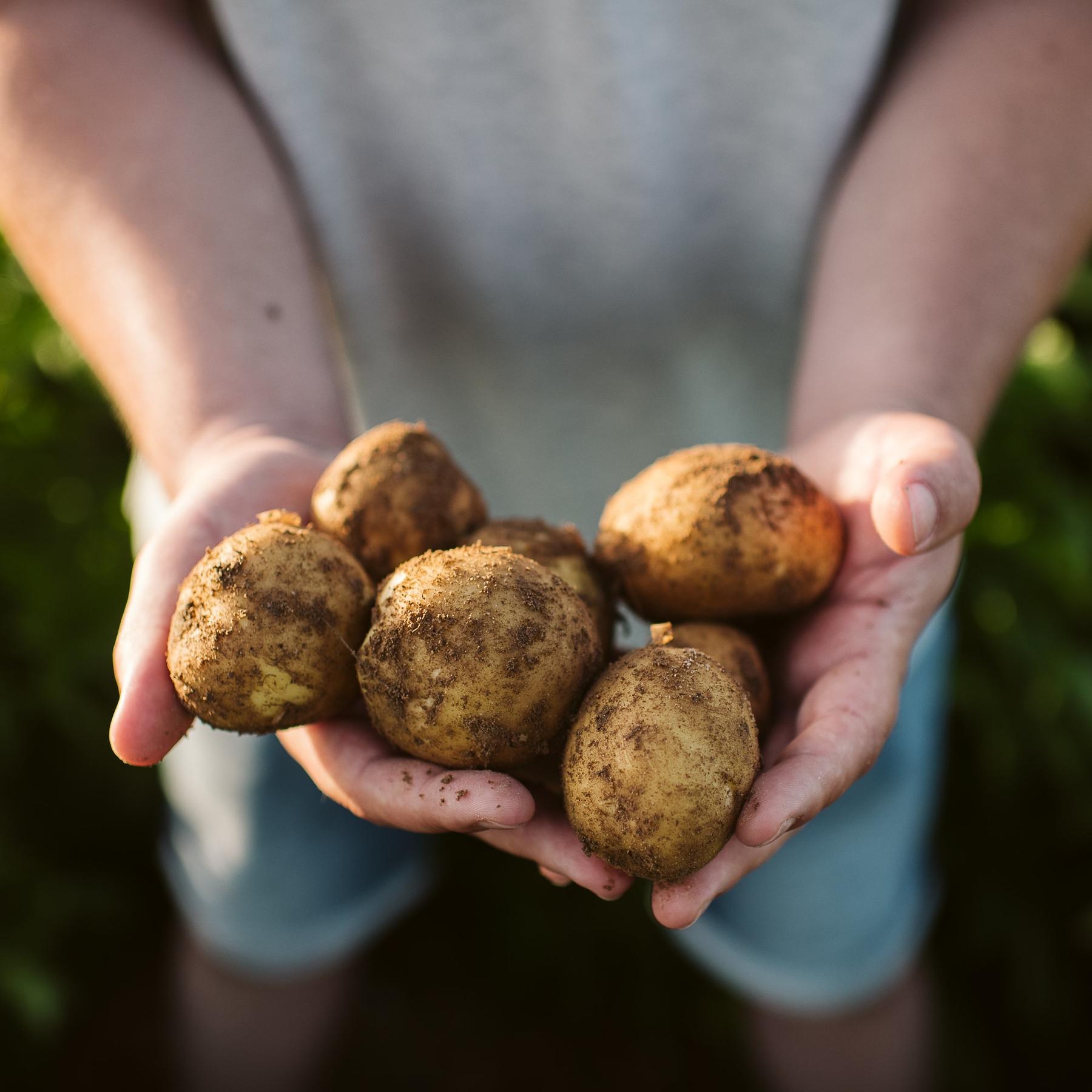 Bio für alle? Oder: Wie ökologisch kann man die Welt ernähren?