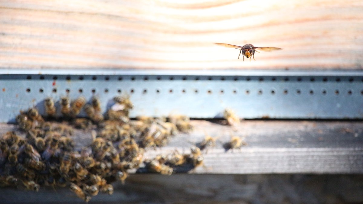 Wie ein Jagdflieger lauert eine Asiatische Hornisse vor einem Bienenstock und wartet auf heimkehrende Trachtbienen. 