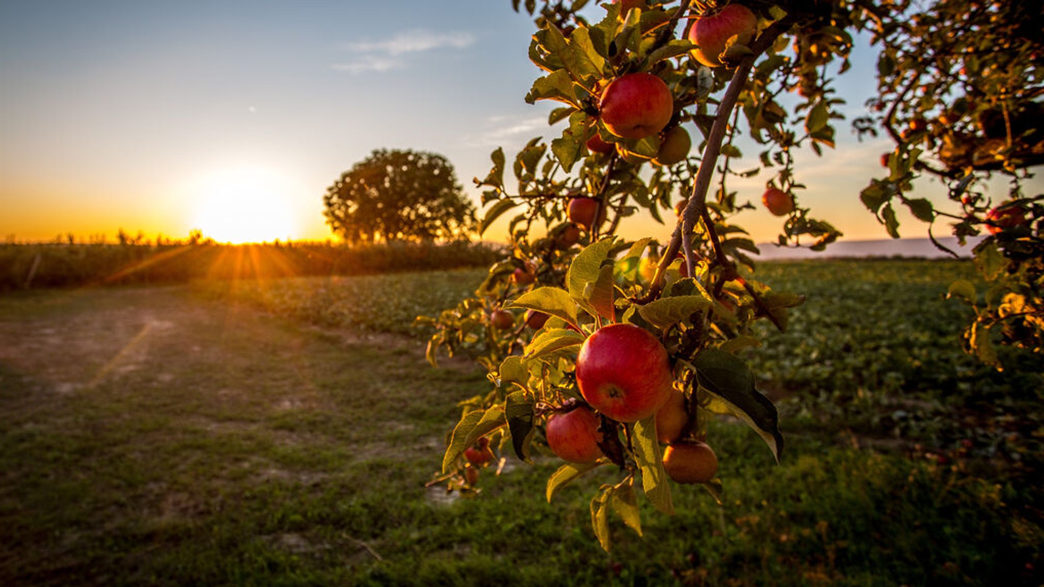 Reife Äpfel in der Abendsonne