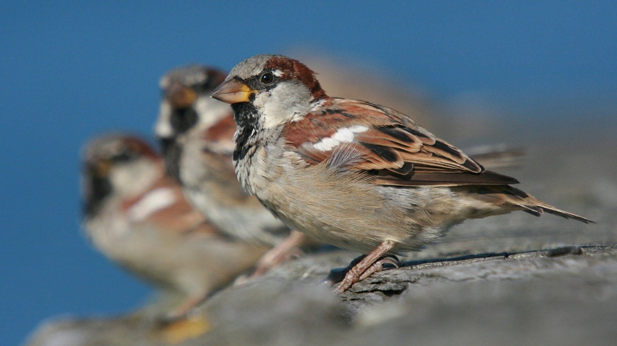 "Stunde der Wintervögel" – Spatz bei Zwischenbilanz vorn