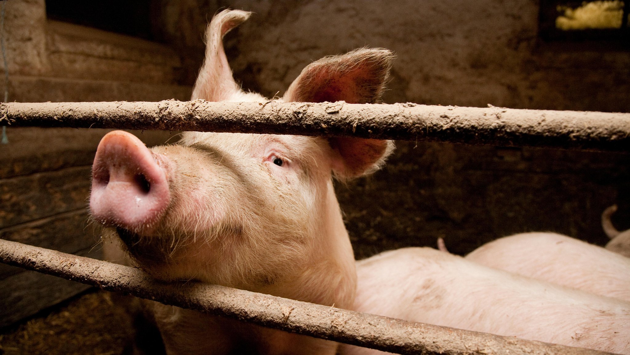 Symbolbild: Schwein im Stall