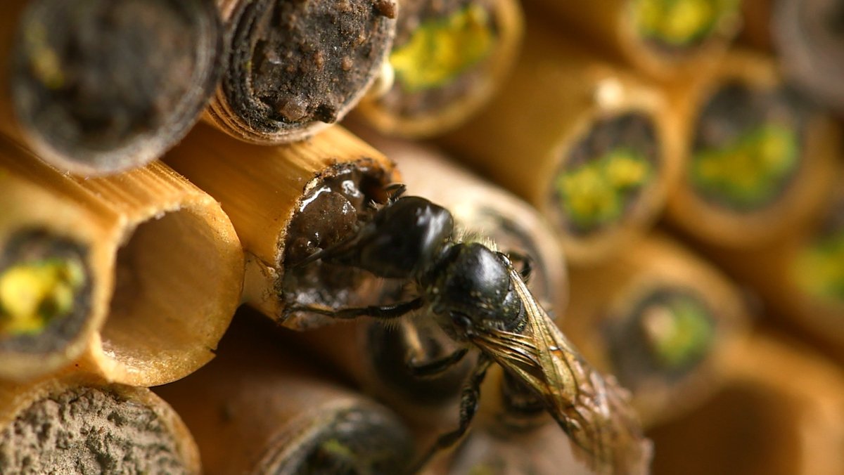 Braune Lehmbeete als Nisthilfen für Wildbienen. | Bild: BR/Michael Ackermann Braune Lehmbeete als Nisthilfen für Wildbienen.