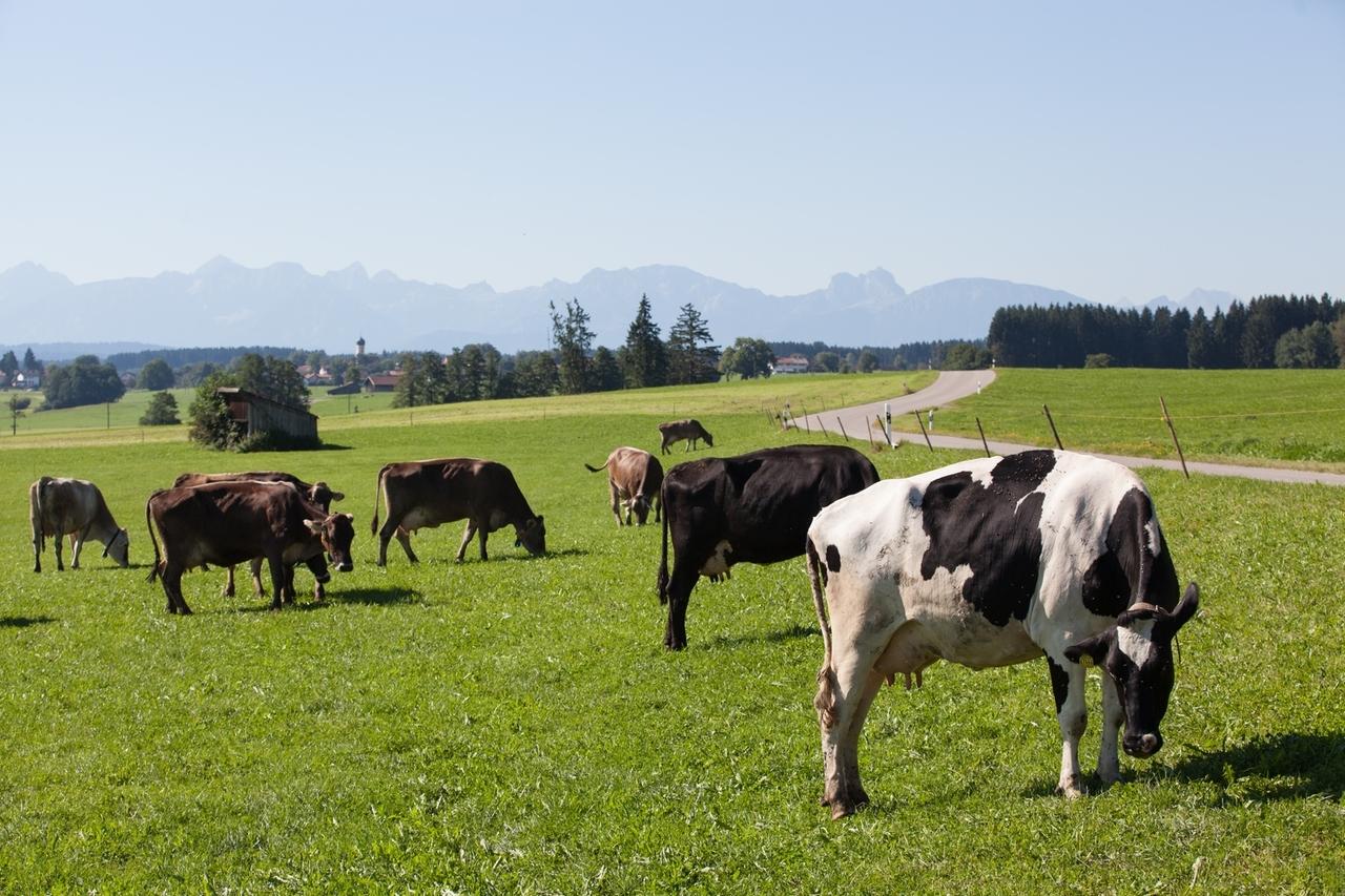 Kühe auf Weide
