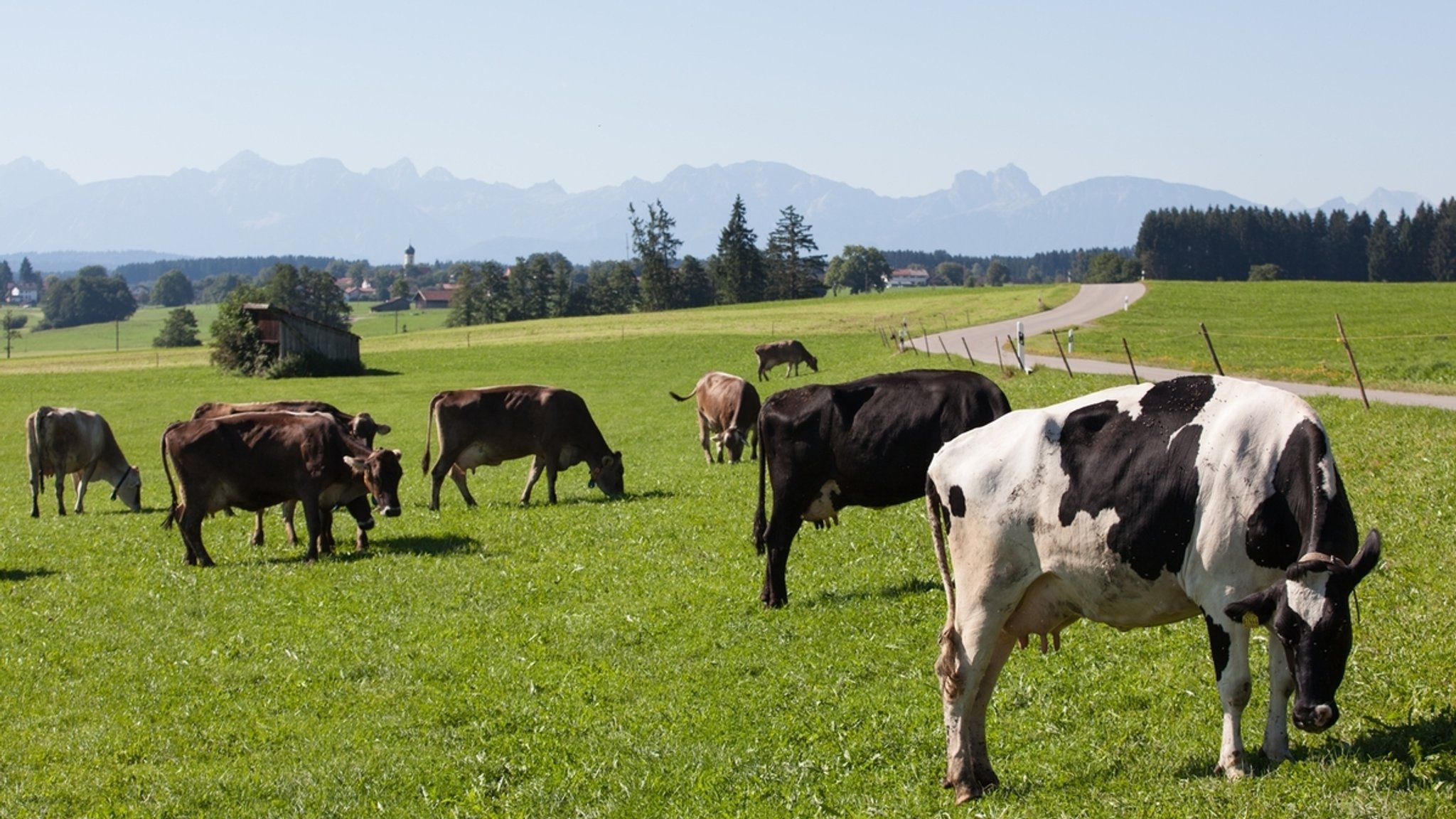 Kühe auf Weide